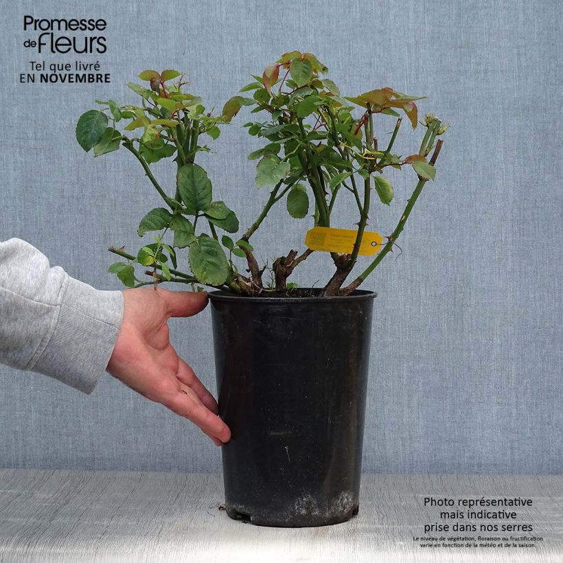 Example of Rosier grimpant Golden Gate Pot de 4L/5L as you get in automne