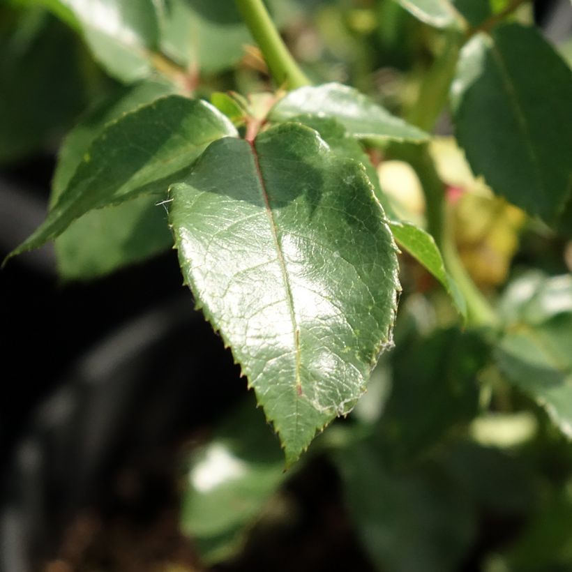 Rosier grimpant Goldfassade (Foliage)