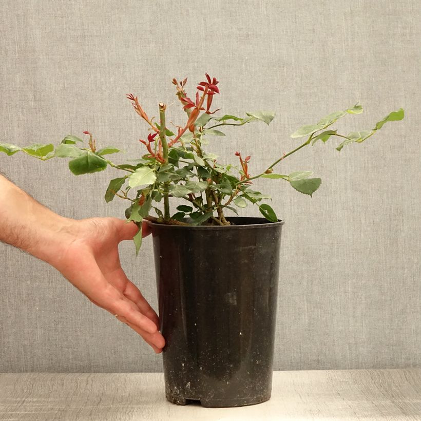 Example of Rosier grimpant Guinée Pot de 4L/5L as you get in ete