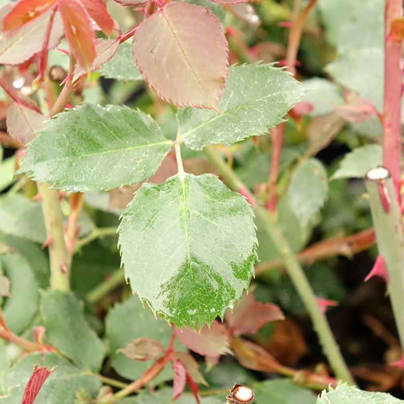 Rosier grimpant Guinée (Foliage)