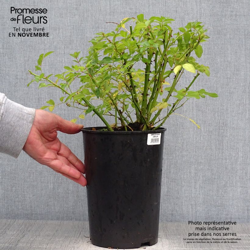 Example of Rosier grimpant Guirlande d'Amour Pot de 4L/5L as you get in automne