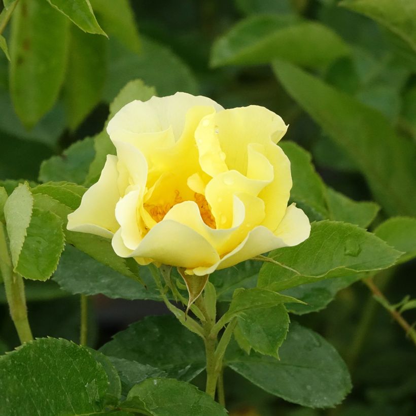 Rosier grimpant Happiness (Flowering)