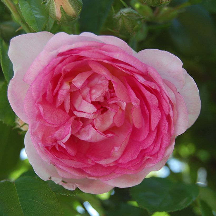 Rosier grimpant Jasmina (Flowering)