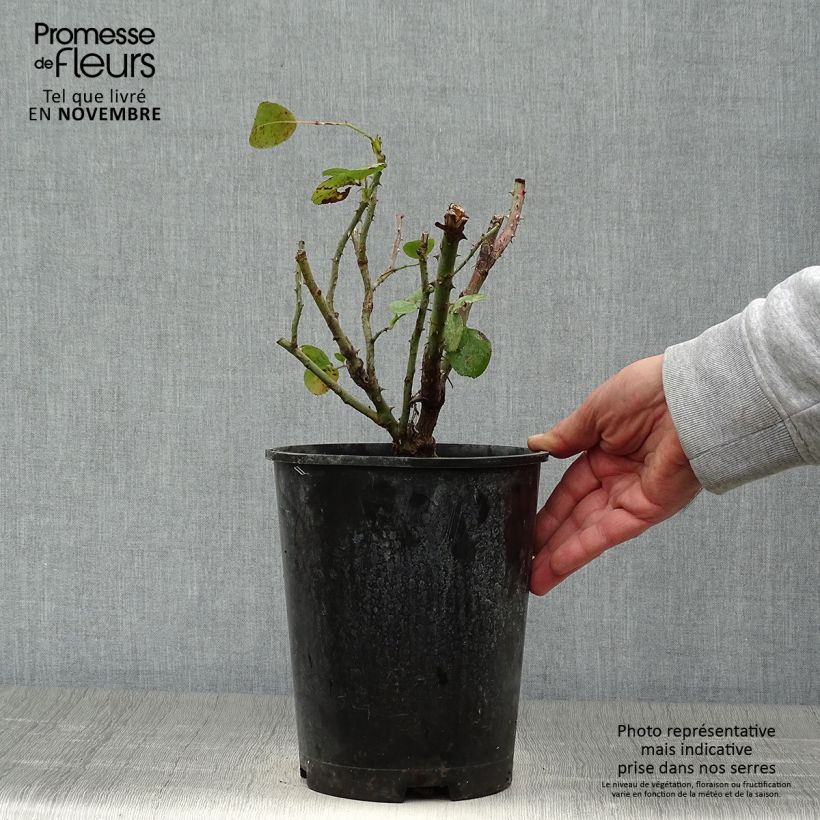 Example of Rosier grimpant Jasmina Pot de 4L/5L as you get in automne