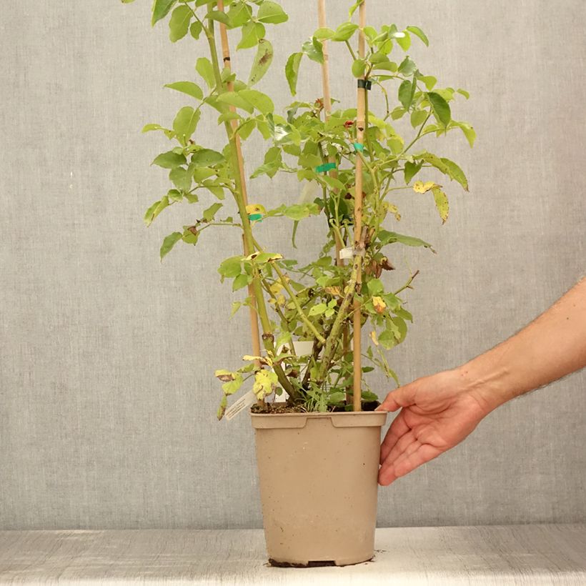 Example of Rosier grimpant Julie Andrieu Pot de 3L/4L as you get in ete