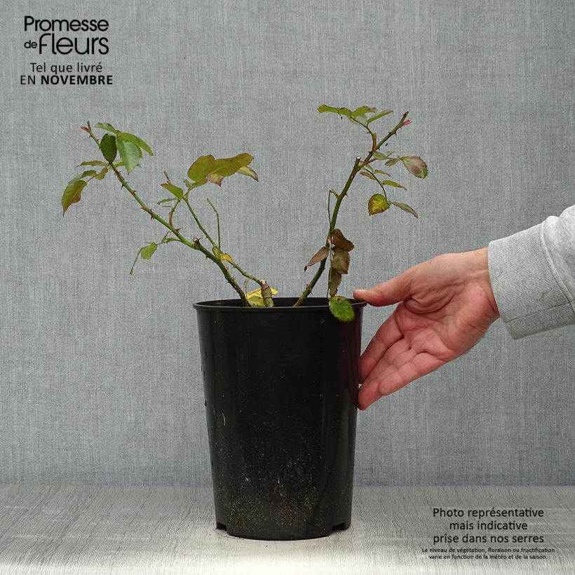 Example of Rosier grimpant Laguna Pot de 4L/5L as you get in automne