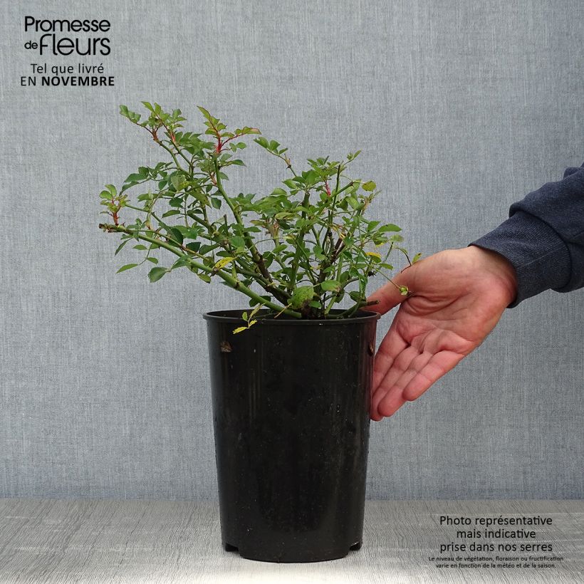 Example of Rosier grimpant Libertas Pot de 4L/5L as you get in automne