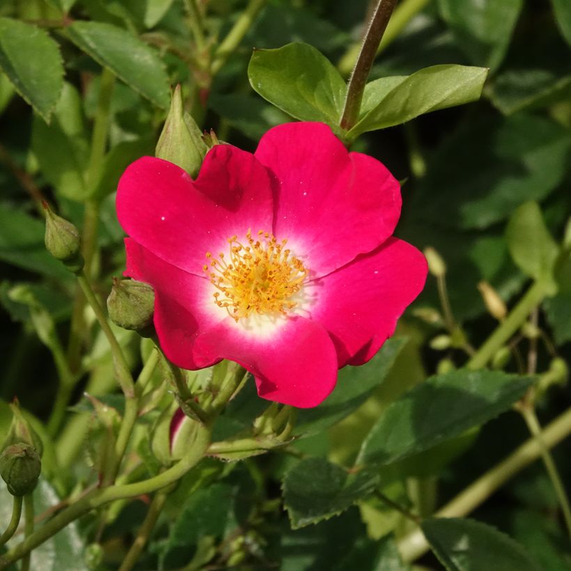 Rosier grimpant Libertas (Flowering)