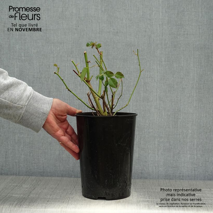 Example of Rosier grimpant Madame Alfred Carrière Pot de 4L/5L as you get in automne