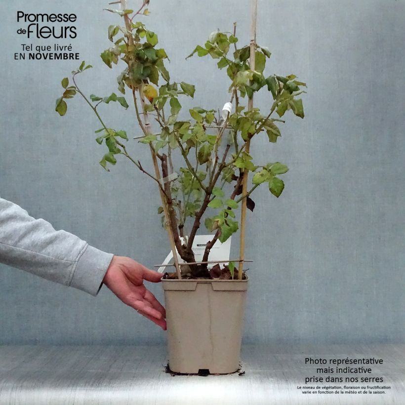 Example of Rosier grimpant Nahéma Pot de 3L/4L as you get in automne
