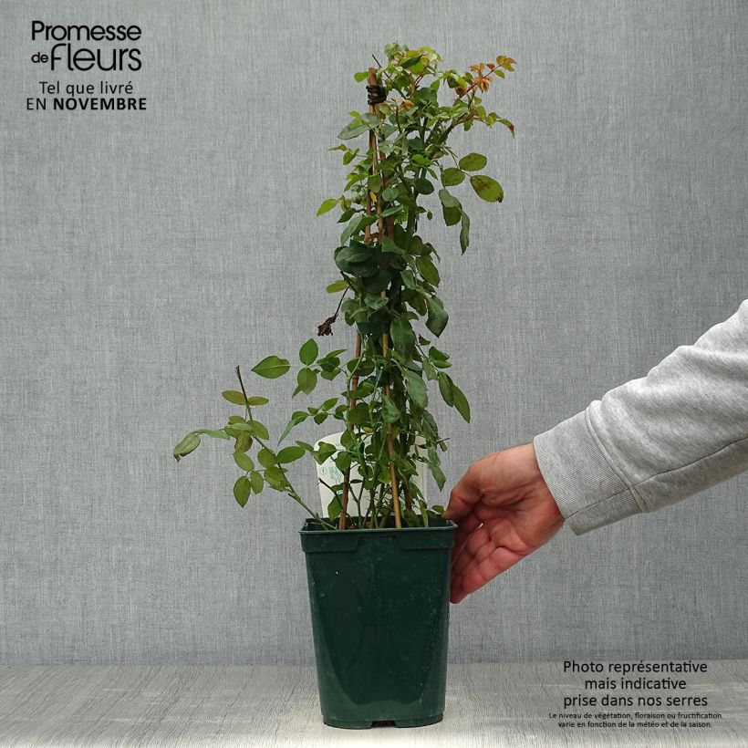 Example of Rosier grimpant Starlet Rose Natalie Pot de 3L/4L as you get in automne