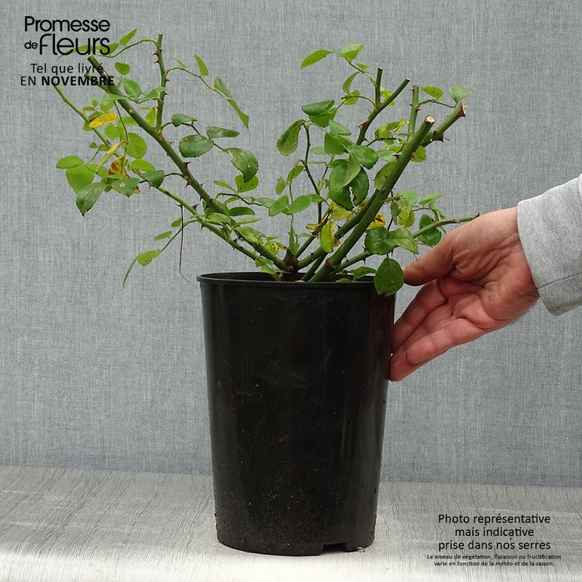 Example of Rosier grimpant New Dawn Pot de 4L/5L as you get in automne