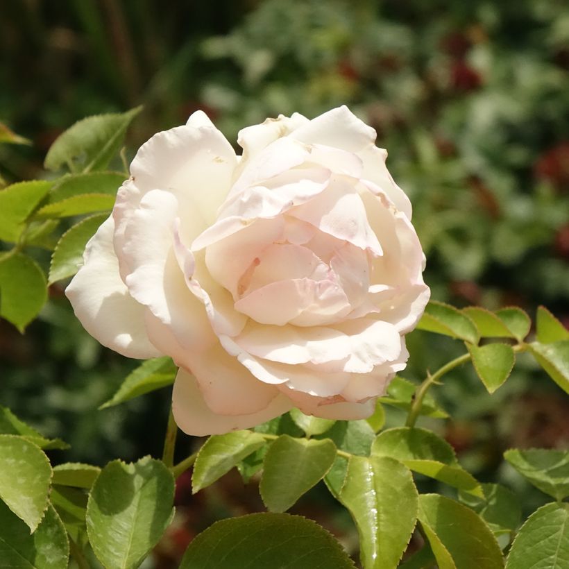 Rosier grimpant Palais Royal  (Flowering)