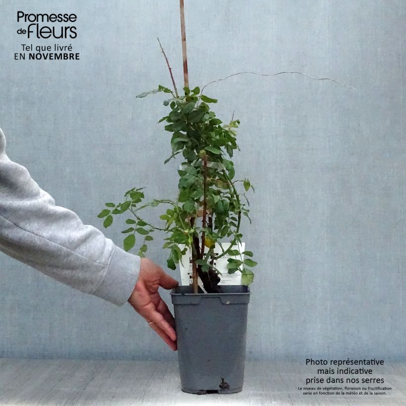 Example of Rosier grimpant Papi Delbard Pot de 3L/4L as you get in automne