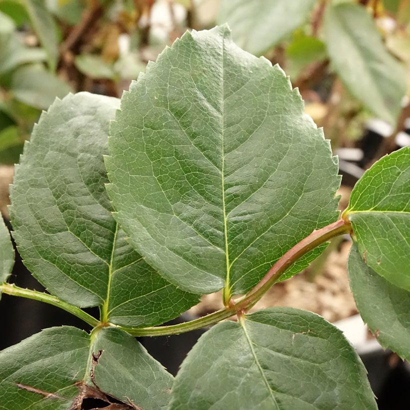 Rosier grimpant Parfuma Kiss me Kate (Foliage)