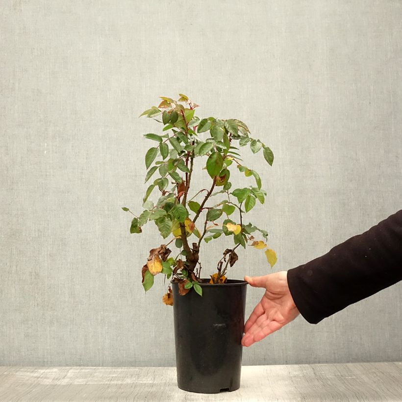 Example of Rosier grimpant Parfuma Kiss me Kate Pot de 4L/5L as you get in automne