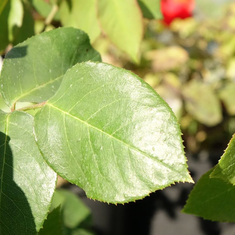 Rosier grimpant Paul's Lemon Pillar (Foliage)