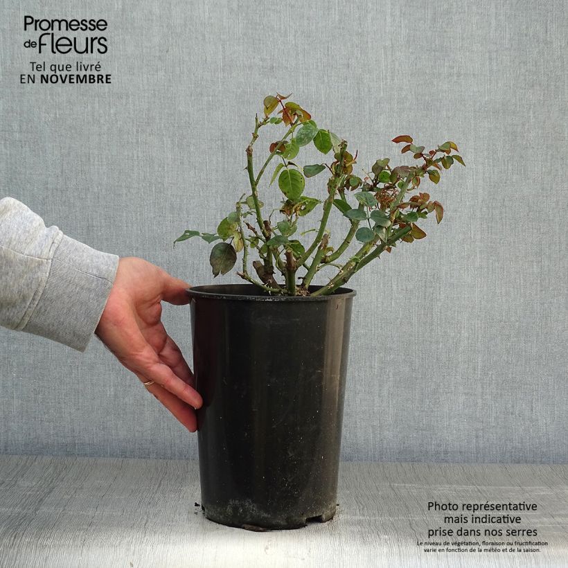 Example of Rosier grimpant Penny Lane Pot de 4L/5L as you get in automne