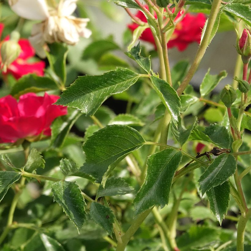 Rosier grimpant Rambling Rosie (Foliage)
