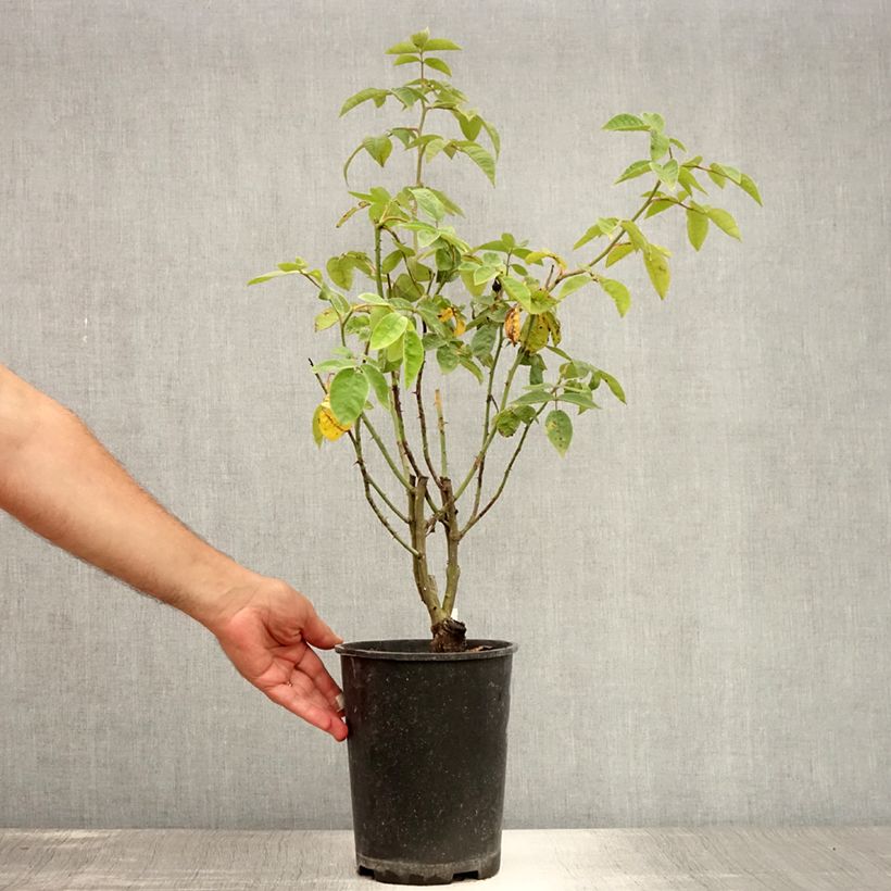 Example of Rosier grimpant Seven Sisters Rose Pot de 4L/5L as you get in ete