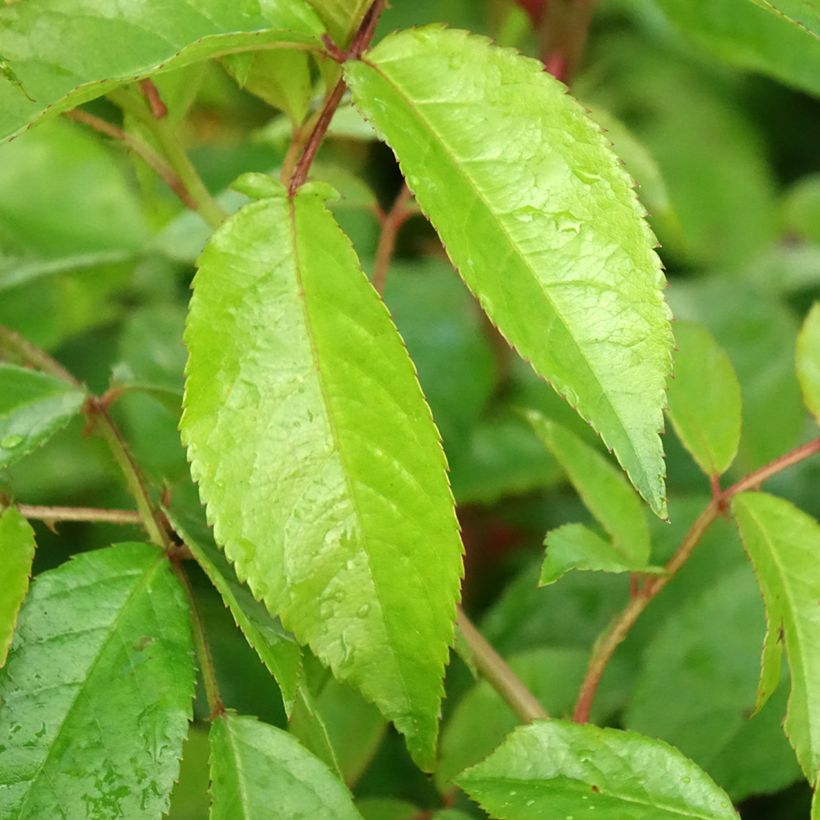 Rosier grimpant Siluetta Lavender (Foliage)
