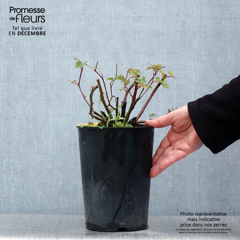 Example of Rosier grimpant Siluetta Romantic Pot de 4L/5L as you get in automne