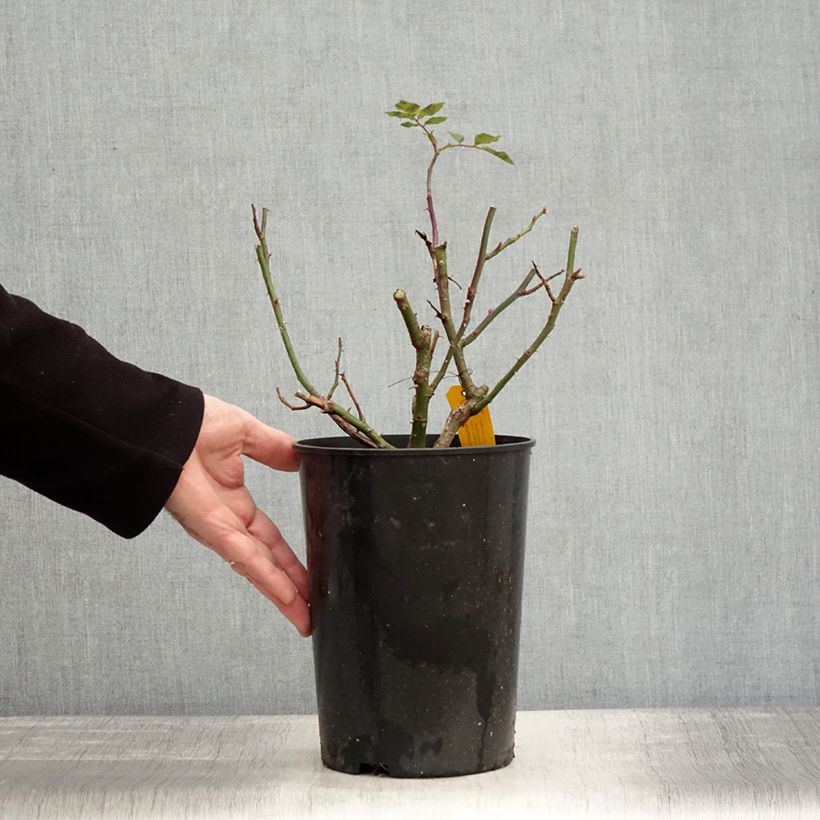 Example of Rosier grimpant Sympathie Pot de 4L/5L as you get in hiver
