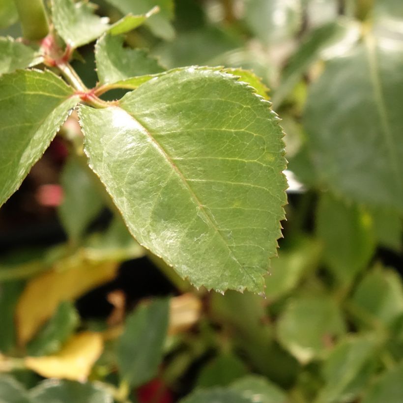 Rosier grimpant Sympathie (Foliage)