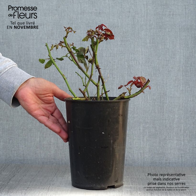 Example of Rosier grimpant That's Jazz Pot de 4L/5L as you get in automne