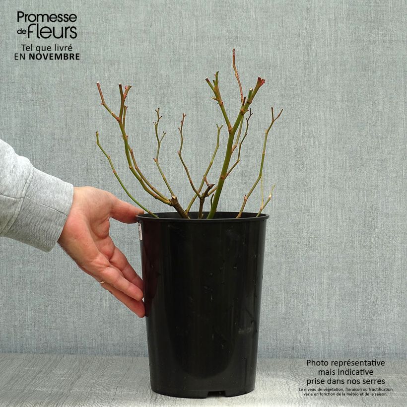 Example of Rosier grimpant Veilchenblau Pot de 4L/5L as you get in automne