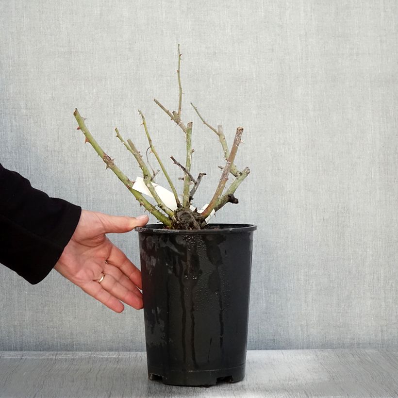 Example of Rosier grimpant Vihaïpi Pot de 4L/5L as you get in automne