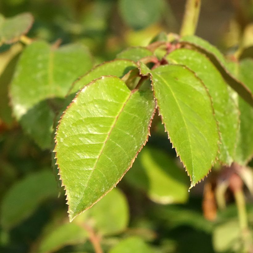 Rosier grimpant Vihaïpi (Foliage)