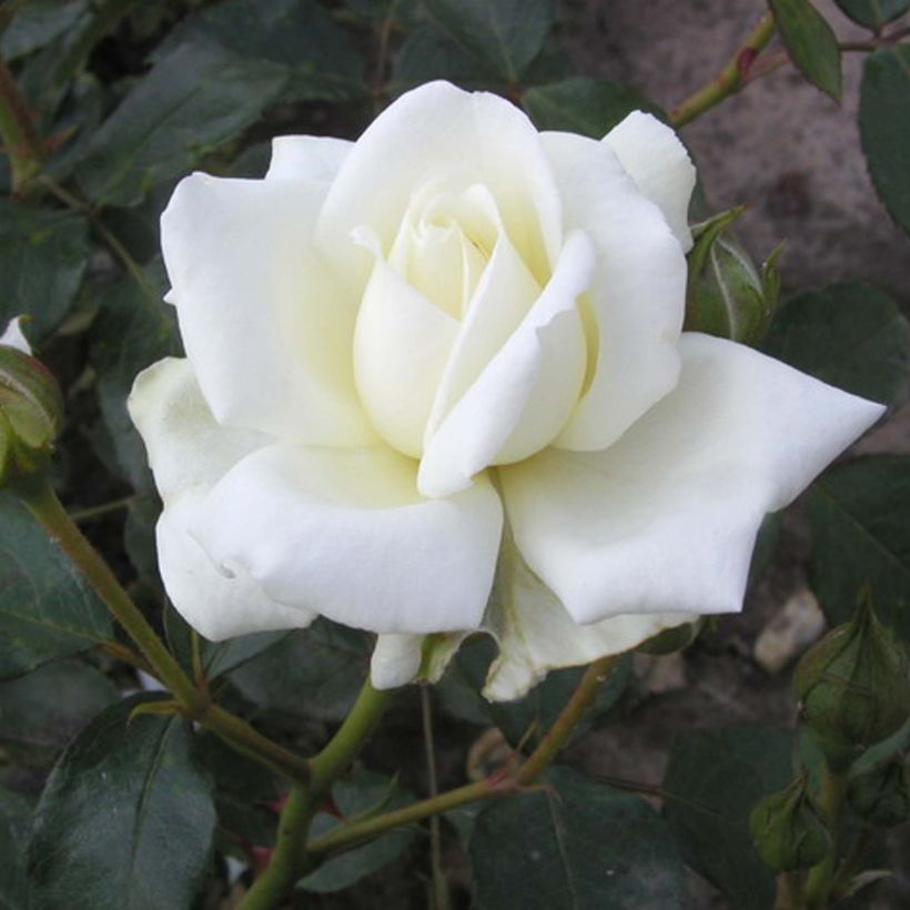 Rosier grimpant White New Dawn (Flowering)