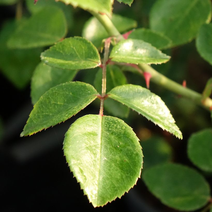 Rosier grimpant White New Dawn (Foliage)