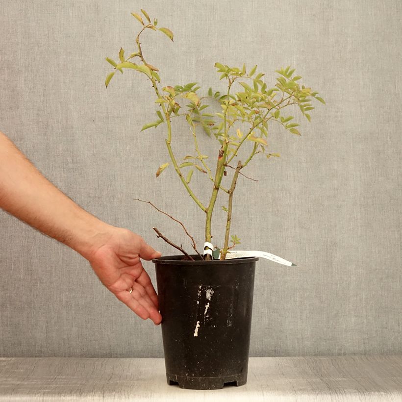 Example of Rosier grimpant Wilderode Pot de 4L/5L as you get in ete