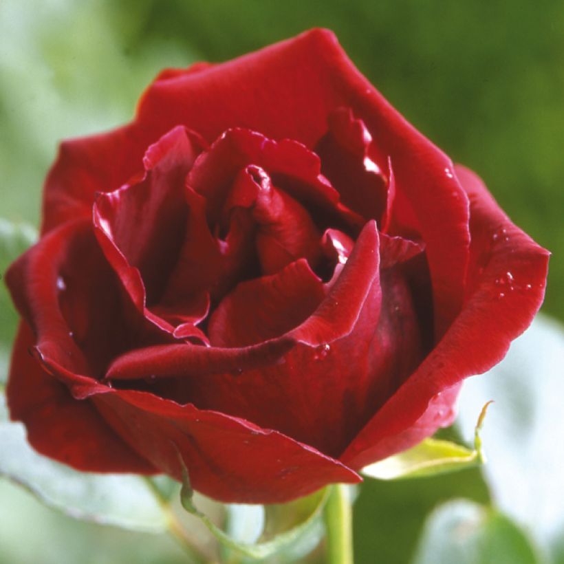 Rosier grimpant Guinée (Flowering)