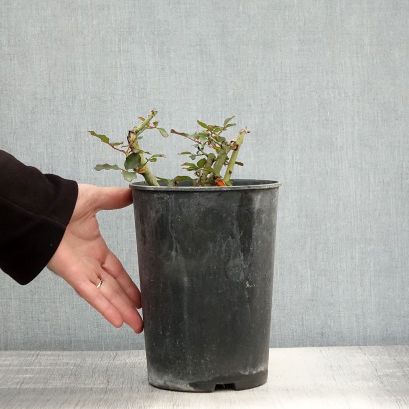 Example of Rosier Jubilé du Prince de Monaco Pot de 4L/5L as you get in automne