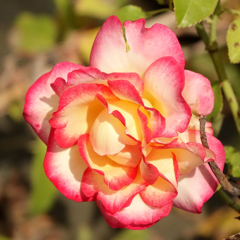 Rosier Leo Ferré  (Flowering)
