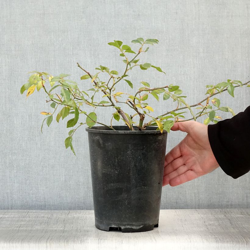 Example of Rosier liane Albéric Barbier Pot de 4L/5L as you get in automne