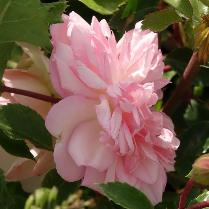 Rosier liane François Juranville (Flowering)