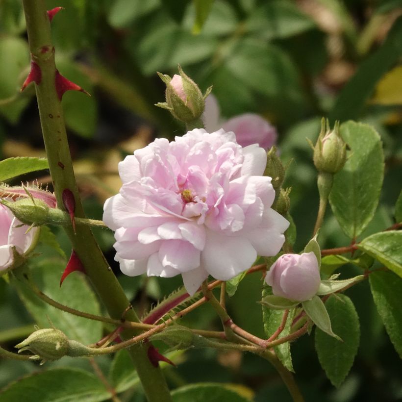 Rosier liane Paul's Himalayan Musk (Flowering)
