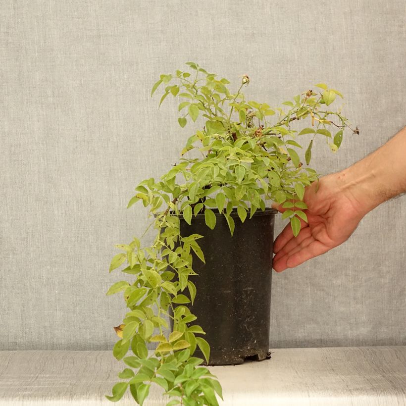 Example of Rosier liane Sander's White Rambler Pot de 4L/5L as you get in ete
