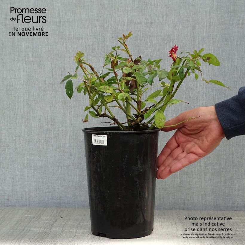 Example of Rosier liane Wedding Day Pot de 4L/5L as you get in automne