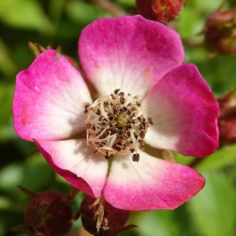 Rosier miniature Cutie Pie (Flowering)