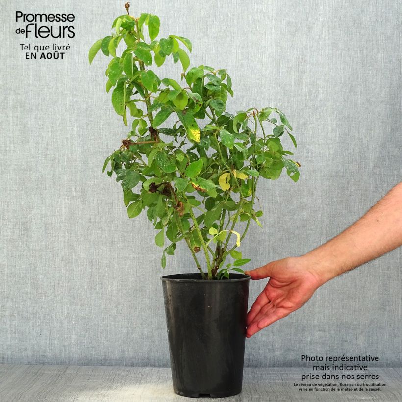 Example of Rosier ancien Mme Boll Pot de 4L/5L as you get in ete