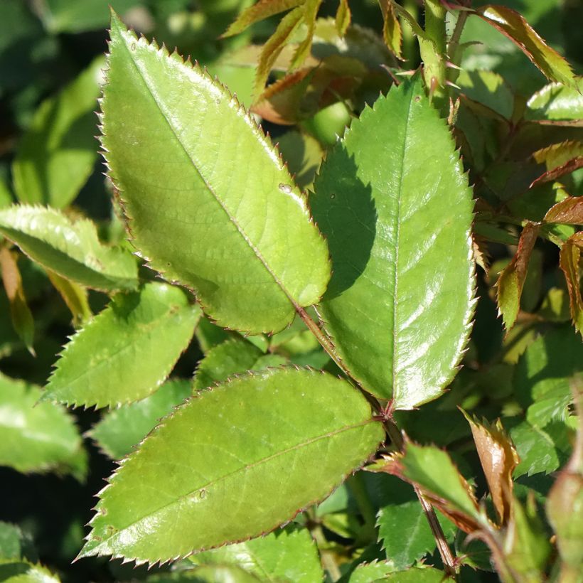 Rosier nain Maestro Babylon Eyes (Foliage)
