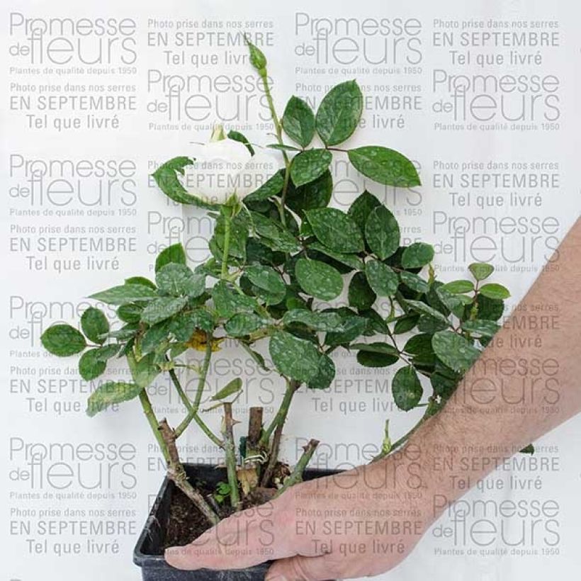Example of Rosier Princesse de Galles  Racines nues en motte as you get