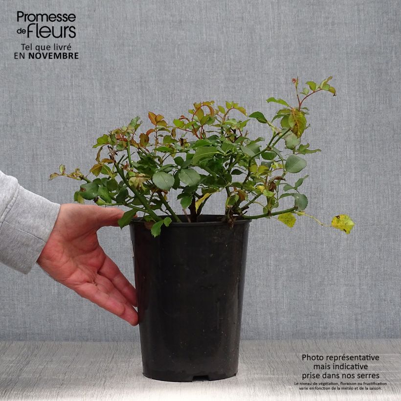 Example of Rosier nain Schneeküsschen  Pot de 2L/3L as you get in automne