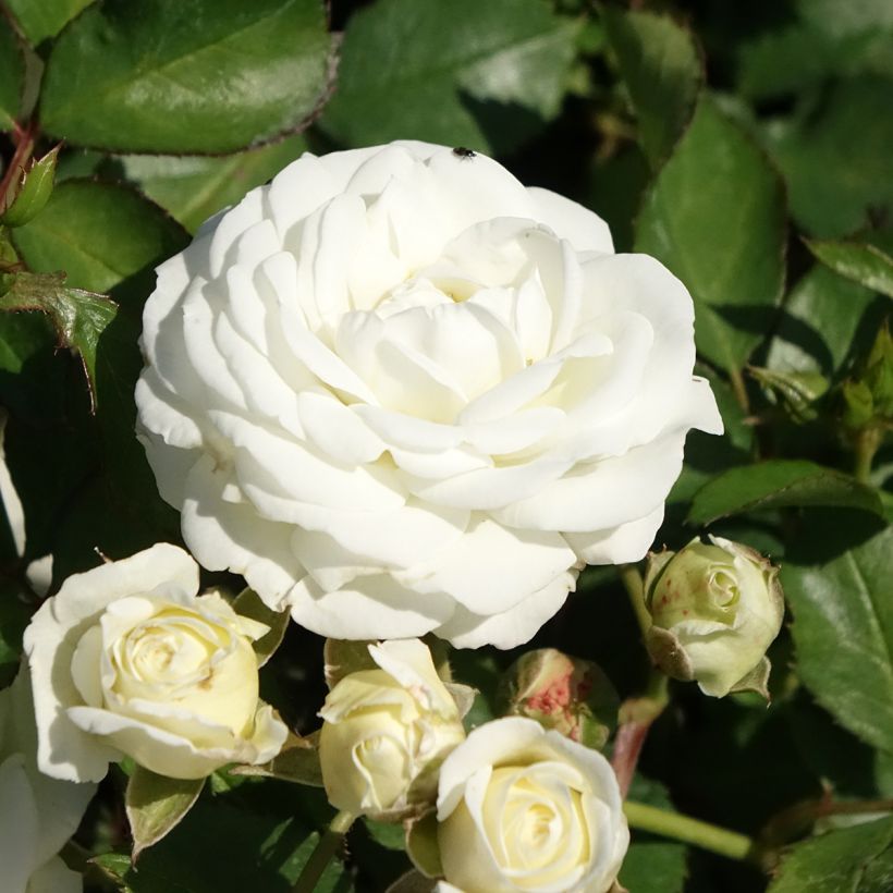 Rosier nain Schneeküsschen  (Flowering)