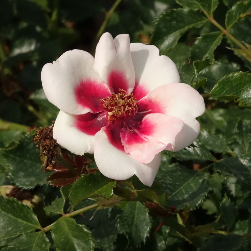 Rosier nain Sweet Babylon Eyes (Flowering)